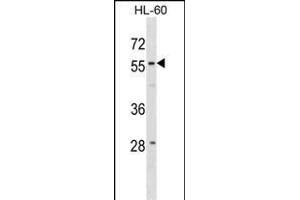 WDR21A Antibody (N-term) (ABIN1881999 and ABIN2838992) western blot analysis in HL-60 cell line lysates (35 μg/lane). (DCAF4 antibody  (N-Term))