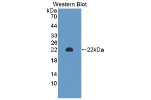 Detection of Recombinant CHGA, Mouse using Polyclonal Antibody to Chromogranin A (CHGA) (Chromogranin A antibody  (AA 24-154))