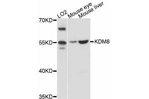 Western blot analysis of extracts of various cell lines, using KDM8 antibody (ABIN4904141) at 1:3000 dilution. (JMJD5 antibody)