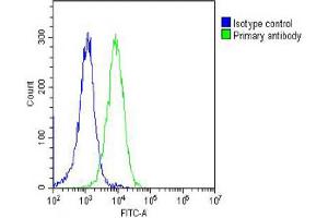 Overlay histogram showing Hela cells stained with Antibody (green line). (RPS4X antibody  (AA 209-243))