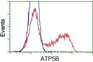 Image no. 8 for anti-ATP Synthase, H+ Transporting, Mitochondrial F1 Complex, beta Polypeptide (ATP5B) antibody (ABIN1496769) (ATP5B antibody)