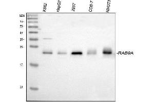 Western blot analysis of Rab9/RAB9A using anti-Rab9/RAB9A antibody (ABIN3044539). (RAB9A antibody  (C-Term))