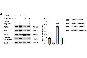 Western Blotting (WB) image for anti-Runt-Related Transcription Factor 1 (RUNX1) (AA 221-480) antibody (ABIN6147309)