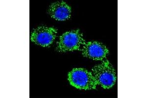 Immunofluorescence (IF) image for anti-Complement Decay-Accelerating Factor (CD55) antibody (ABIN2998248)