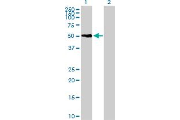 SNX21 antibody  (AA 1-373)