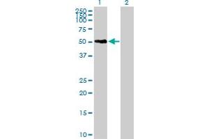 Western Blot analysis of SNX21 expression in transfected 293T cell line by SNX21 MaxPab polyclonal antibody. (SNX21 antibody  (AA 1-373))