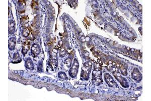 Immunohistochemistry (IHC) image for anti-Cytochrome C, Somatic (CYCS) (AA 2-105) antibody (ABIN5518904)