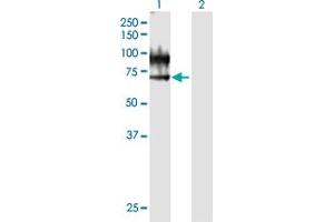 Western Blot analysis of VNN1 expression in transfected 293T cell line by VNN1 MaxPab polyclonal antibody.