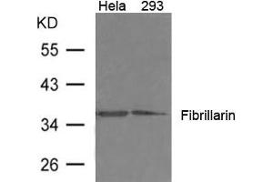 Western blot analysis of extract from 293, Hela cells using Fibrillarin Antibody (Fibrillarin antibody)