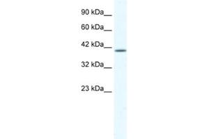 Western Blotting (WB) image for anti-Potassium Channel Subfamily K Member 13 (KCNK13) antibody (ABIN2461135)