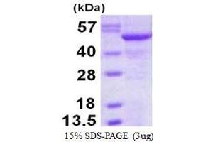 Nucleotide Exchange Factor SIL1 (SIL1) (AA 32-461) protein (His tag)