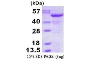 Image no. 1 for Nucleotide Exchange Factor SIL1 (SIL1) protein (His tag) (ABIN1098303) (SIL1 Protein (His tag))