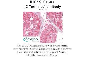 Image no. 1 for anti-Solute Carrier Family 16, Member 7 (Monocarboxylic Acid Transporter 2) (SLC16A7) (C-Term) antibody (ABIN1739334) (SLC16A7 antibody  (C-Term))