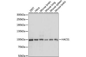 Western blot analysis of extracts of various cell lines, using HACE1 antibody. (HACE1 antibody)