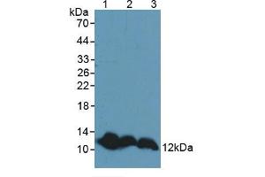 Western blot analysis of (1) Mouse Liver Tissue, (2) Mouse Brain Tissue and (3) Rat Brain Tissue. (TXN antibody  (AA 1-105))