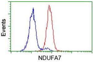 Image no. 2 for anti-NADH Dehydrogenase (Ubiquinone) 1 alpha Subcomplex, 7, 14.5kDa (NDUFA7) antibody (ABIN1499662)