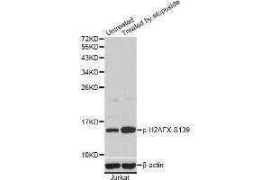 Western blot analysis of extracts of Jurkat cells, using Phospho-H2AFX-S139 antibody (ABIN5969940). (H2AFX antibody  (pSer139))