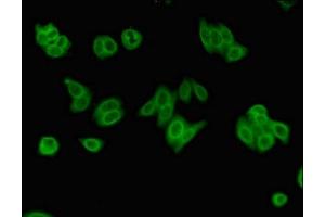 Immunofluorescent analysis of HepG2 cells using ABIN7174147 at dilution of 1:100 and Alexa Fluor 488-congugated AffiniPure Goat Anti-Rabbit IgG(H+L) (ZRSR2 antibody  (AA 191-372))