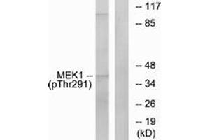 Western blot analysis of extracts from K562 cells, using MEK1 (Phospho-Thr291) Antibody.