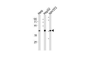 TBP Antibody (ABIN1882282 and ABIN2843355) western blot analysis in Hela,HepG2,mouse NIH/3T3 cell line lysates (35 μg/lane). (TBP antibody)
