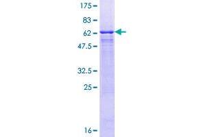 GNAT2 Protein (AA 1-354) (GST tag)