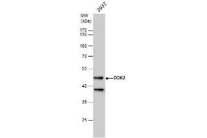 WB Image DOK2 antibody [N1C1] detects DOK2 protein by western blot analysis. (DOK2 antibody)