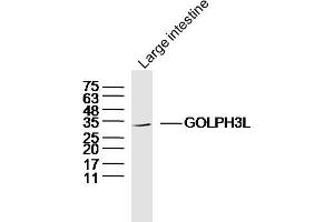 Mouse large intestine lysates probed with GOLPH3L Polyclonal Antibody, Unconjugated  at 1:300 dilution and 4˚C overnight incubation. (GOLPH3L antibody  (AA 61-160))