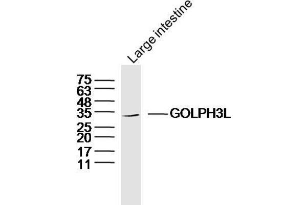 GOLPH3L 抗体  (AA 61-160)