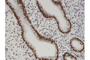 Immunoperoxidase of monoclonal antibody to OTUD7B on formalin-fixed paraffin-embedded human endometrium. (OTUD7B antibody  (AA 759-858))