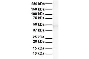 WB Suggested Anti-TEAD3 antibody Titration: 1 ug/mL Sample Type: Human heart (TEAD3 antibody  (Middle Region))