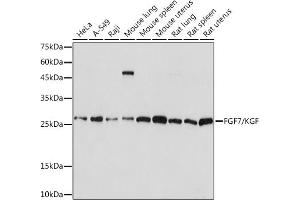 Western blot analysis of extracts of various cell lines, using FGF7/FGF7/KGF Rabbit mAb (ABIN7267189) at 1:1000 dilution. (FGF7 antibody)