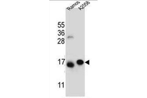 EIF5AL1 antibody  (C-Term)
