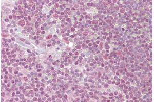 Anti-PPP1R8 antibody IHC staining of human thymus. (PPP1R8 antibody  (AA 338-351))