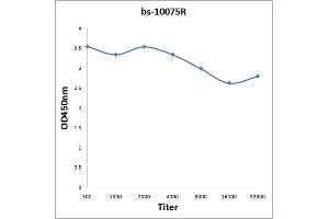 Antigen: 0. (NID2 antibody  (AA 501-600))