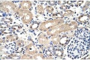 Immunohistochemical staining (Formalin-fixed paraffin-embedded sections) of human kidney with EXOSC7 polyclonal antibody  at 4-8 ug/mL working concentration. (EXOSC7 antibody  (N-Term))