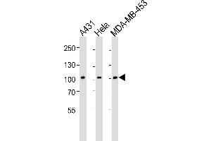 Western blot analysis of lysates from A431, Hela, MDA-MB-453 cell line (from left to right), using EPHB1 Antibody  (ABIN391917 and ABIN2841727). (EPH Receptor B1 antibody  (C-Term))