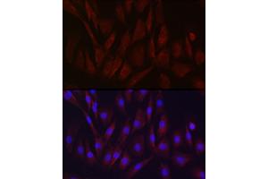 Immunofluorescence (IF) image for anti-Metalloproteinase Inhibitor 2 (TIMP2) (AA 100-200) antibody (ABIN1513608)