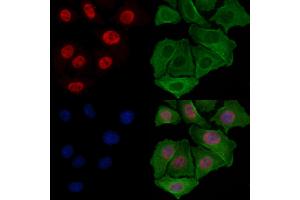 ABIN7094558 and ABIN7098607 staining Hela cells by IF/ICC. (XPO1 antibody  (Internal Region))