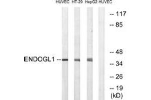 Western blot analysis of extracts from HuvEc/HT-29/HepG2 cells, using ENDOGL1 Antibody.