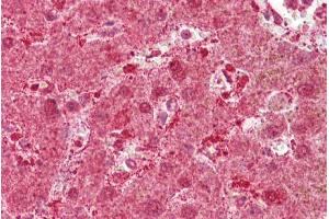Immunohistochemistry with Liver tissue at an antibody concentration of 5µg/ml using anti-MST1 antibody (ARP45724_P050) (MST1 antibody  (Middle Region))