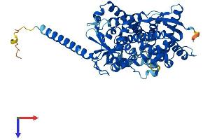 AlphaFold protein structure predicition of Human Recombinant CYP4F11 Protein, UniprotID Q9HBI6 (CYP4F11 Protein (AA 1-524) (His tag))