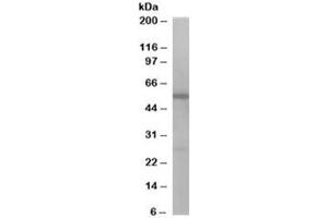 Western blot testing of Jurkat lysate with DBNL antibody at 1ug/ml. (DBNL antibody)