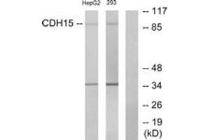 Western blot analysis of extracts from HepG2/293 cells, using CDH15 Antibody.