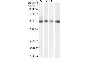 (ABIN570940) (1 μg/mL) staining of Human Testis (A), (0.