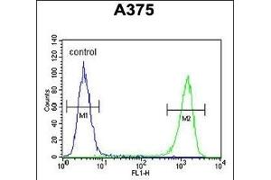 FA96B Antibody (N-term) (ABIN653317 and ABIN2842809) flow cytometric analysis of  cells (right histogram) compared to a negative control cell (left histogram). (FAM96B antibody  (N-Term))