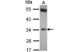 WB Image Sample (30 ug of whole cell lysate) A: Hela 10% SDS PAGE antibody diluted at 1:500 (CYB5R1 antibody)