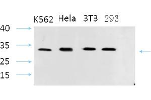 Western Blot analysis of K562(1), Hela(2), 3T3(3), 293(4), diluted at 1:1000. (STS antibody  (AA 10-90))