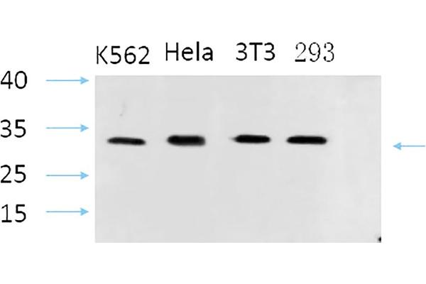 STS 抗体  (AA 10-90)