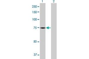Western Blot analysis of GBP4 expression in transfected 293T cell line by GBP4 MaxPab polyclonal antibody. (GBP4 antibody  (AA 1-640))