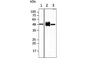 Western Blotting (WB) image for anti-tau Protein (C-Term) antibody (ABIN7273046) (tau antibody  (C-Term))